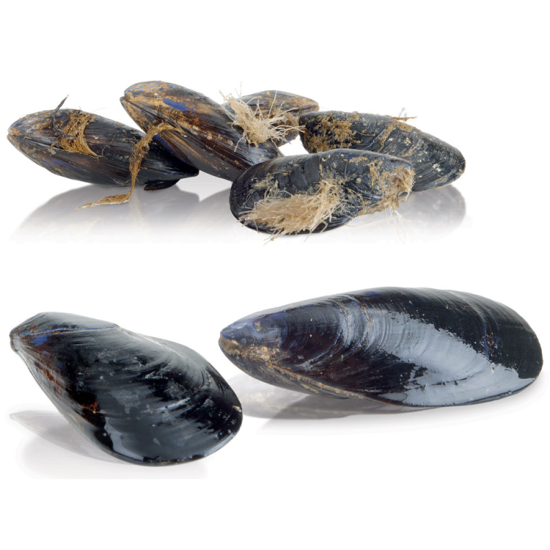 Lave-moules, 5 kg, production 75 kg/h. - Diamond - LCF-05