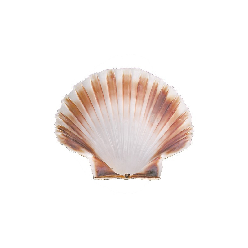 Coquille Saint-Jacques - Emga